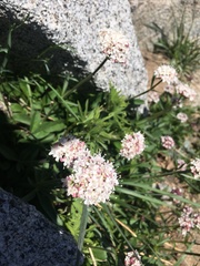 Valeriana occidentalis