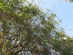 Strychnos spinosa spinosa