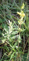 Alectra sessiliflora sessiliflora