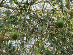 Strychnos spinosa spinosa