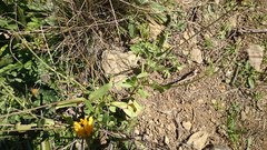 Gaillardia coahuilensis