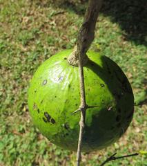 Strychnos spinosa spinosa