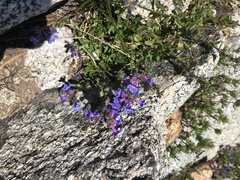 Penstemon humilis