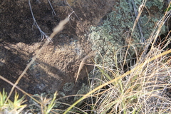 Trachylepis aureopunctata