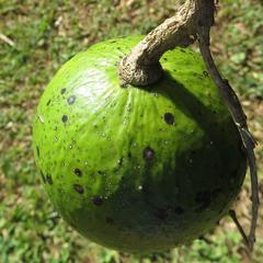 Strychnos spinosa spinosa