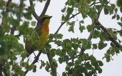Telophorus sulfureopectus similis