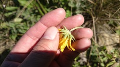 Gaillardia coahuilensis