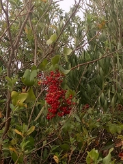 Smilax aspera