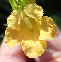 Alectra sessiliflora sessiliflora