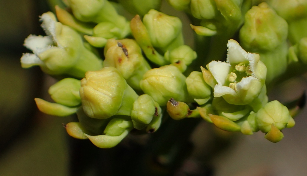 Thesium occidentale