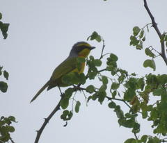 Telophorus sulfureopectus similis