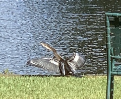 Anhinga anhinga leucogaster