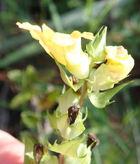 Alectra sessiliflora sessiliflora