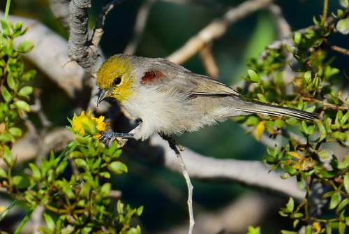 Verdin
