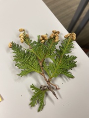 Thuja occidentalis