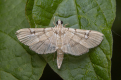 Chalcidoptera appensalis