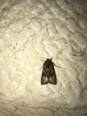 Cornutiplusia circumflexa