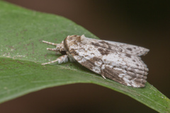 Nycteola indicatana