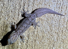 Gehyra purpurascens