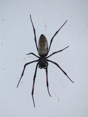 Trichonephila inaurata