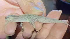 Gehyra purpurascens