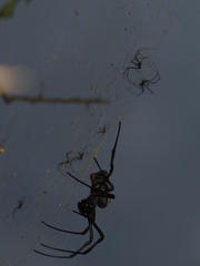 Trichonephila inaurata