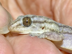 Gehyra purpurascens