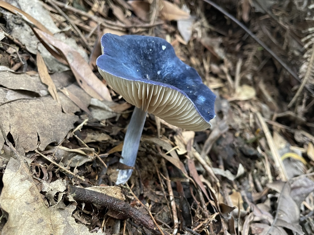 Entoloma cyanonigrum