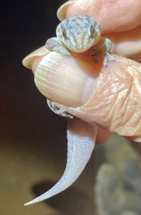 Gehyra purpurascens