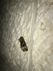 Cornutiplusia circumflexa