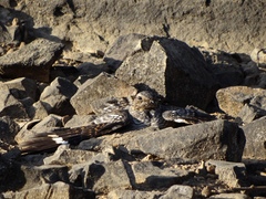 Hydropsalis climacocerca