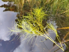 Potamogeton confervoides