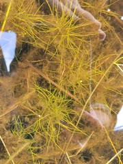 Potamogeton confervoides
