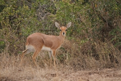 Raphicerus campestris neumanni