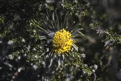 Leucospermum tomentosum