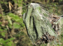 Stegodyphus sarasinorum