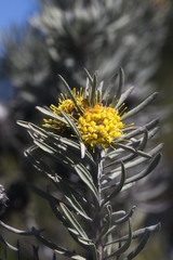 Leucospermum tomentosum