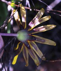 Othonna auriculifolia