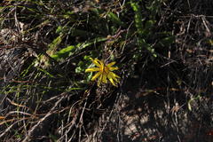 Othonna auriculifolia