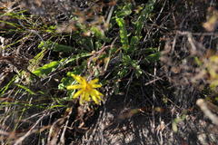Othonna auriculifolia