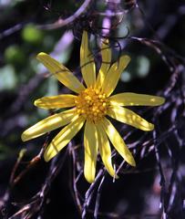 Othonna auriculifolia