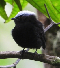 Lepidothrix isidorei