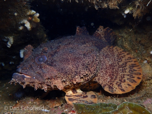 Oyster Toadfish