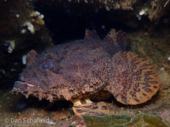 Oyster Toadfish photo 2