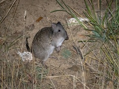 Potorous tridactylus