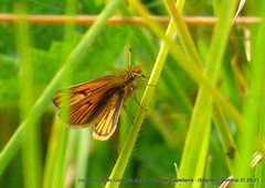 Ancyloxypha melanoneura