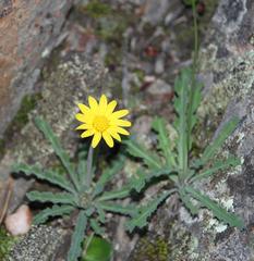 Othonna auriculifolia