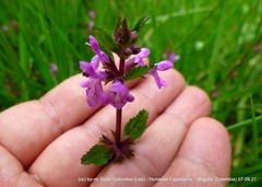 Stachys bogotensis