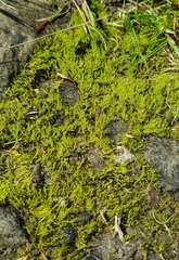 Archidium alternifolium