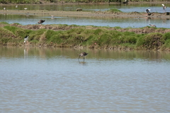 Limnodromus semipalmatus